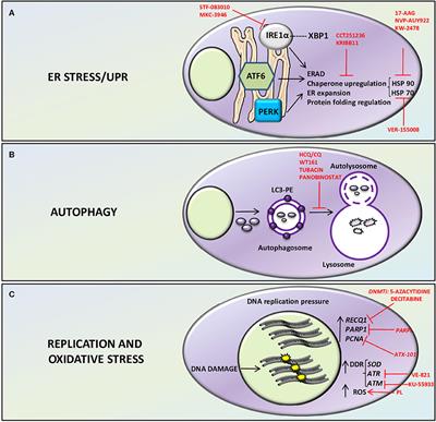 Actionable Strategies to Target Multiple Myeloma Plasma Cell Resistance/Resilience to Stress: Insights From “Omics” Research